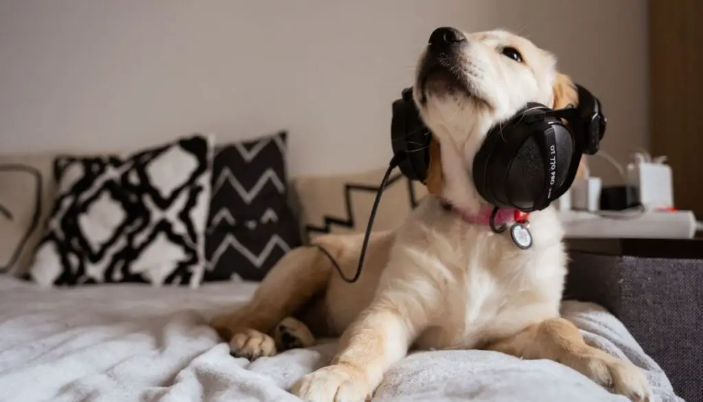 dog headphones for noise cancellation